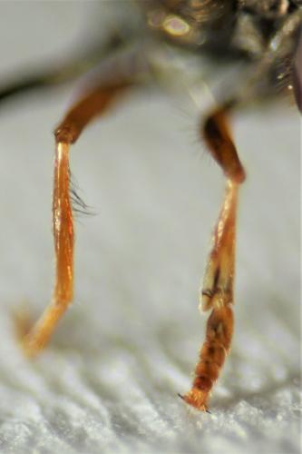 Réf. 200 246 : Platycheirus angustatus